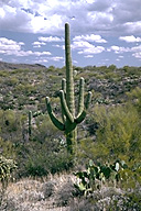 Saguaro Cactus in the Sonoran Desert